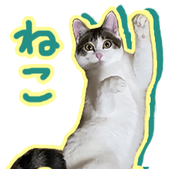 Japanese cat everyday (Resale)