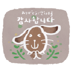 Polite korean rabbit