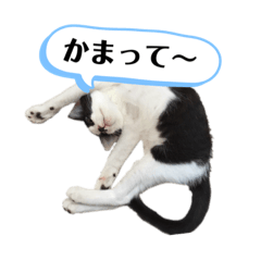 Bicolor cat "Hachi" part1