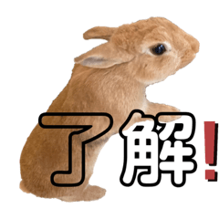 rabbit_20220730202126