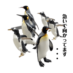penguin's stamp@