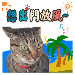 毛毛是隻喵2