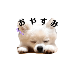 我が家のアイドルをモデルに作成☆