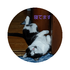 猫ちゃんアタック