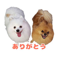 cherry_20220730231609