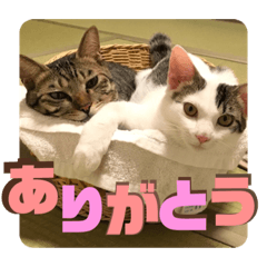 Kinaco_20220730231955