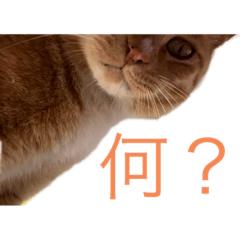 hana_20220731134801
