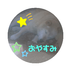 柴犬ごろうくんスタンプ