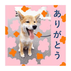 orangetreedesign