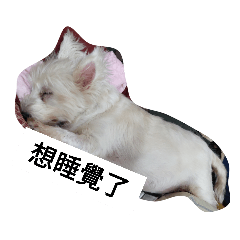 AK家貼貼4