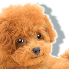 Toy Poodle of " Momoka" Big Sticker