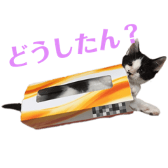 Bicolor cat "Hachi" part2