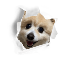 じゅんぽりんゆる