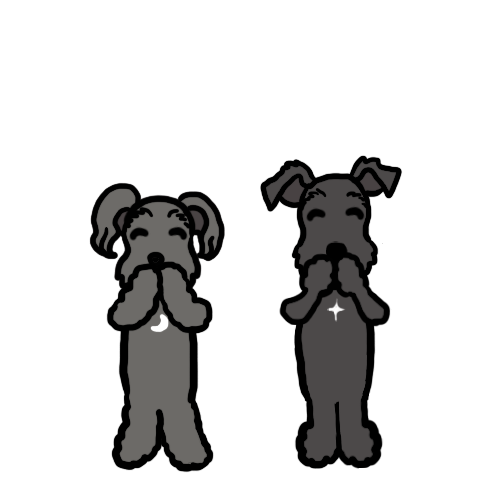 Maya & Rima : Black Miniature Schnauzer