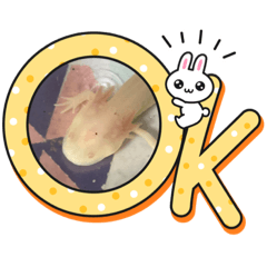 seira_20220731213420