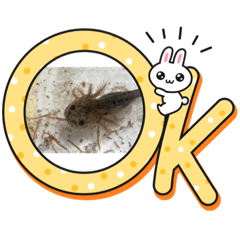 seira_20220731211624