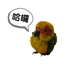 QQ 膨膨