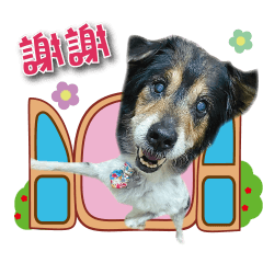 小白的可愛日常