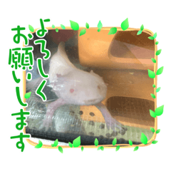 seira_20220801130326