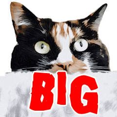 BIG Calico cat