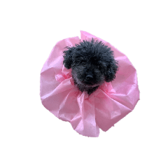 黒プースタンプぼじ