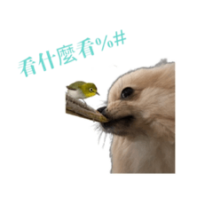 卷卷的日常人生