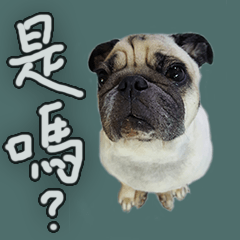 巴戈狗王小牛貼貼圖-1