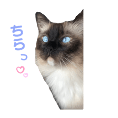 Tom_cat_ragdoll