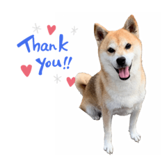 Shiba-inu Elle