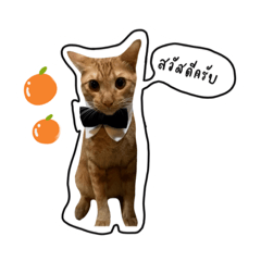 A-TUAM the orange cat