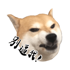 Shiba.Inu_20220801232647