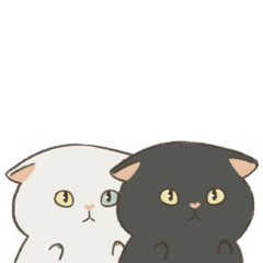 fluffy black & white cats