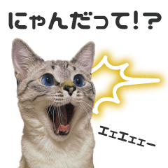 Sticker of Selfish Cat