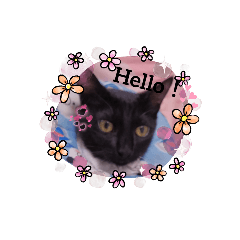 可愛的黑貓貼圖