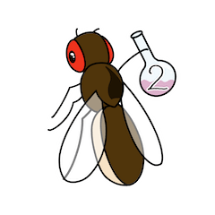 Drosophila species 2