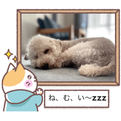 toy poodle everyday life