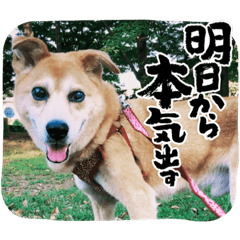 Shiho_20220803043737