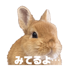 ringo_20220802232844