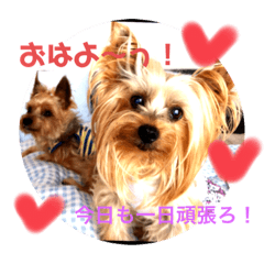 Yorkie stamp my family