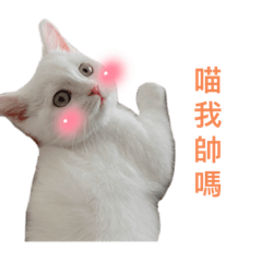 湯圓bb