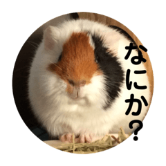 kichiko_20220803180713