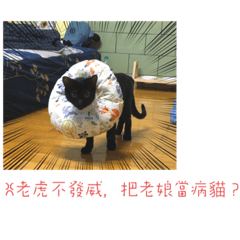 我是蓓蓓喵