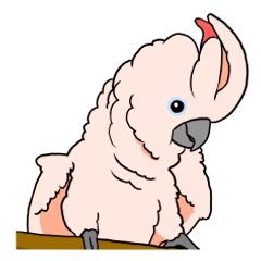 Moluccan cockatoo daily