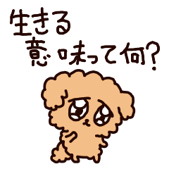 A depressed Toy poodle