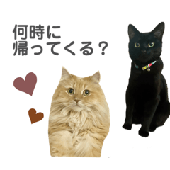 Aoi_20220803225245