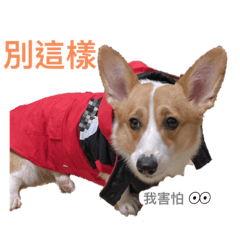 柯基犬➖吐司初登場