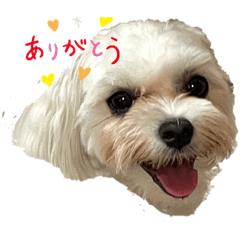 Suzu_203082022