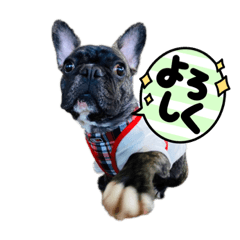 moon_frenchbulldog