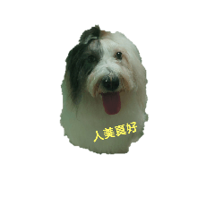 古代牧羊犬的日常生活