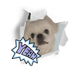 ringo_20220804163943